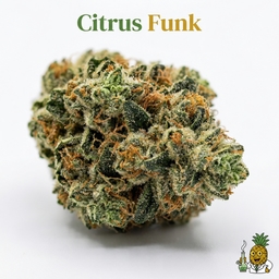 Citrus Funk cannabis strain