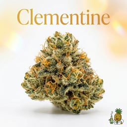 Clementine cannabis strain
