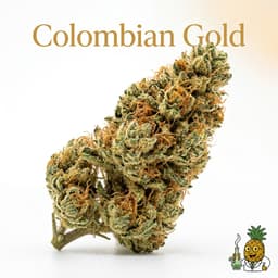 Colombian Gold cannabis strain