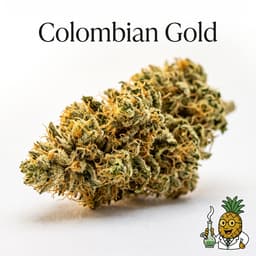 Colombian Gold cannabis strain