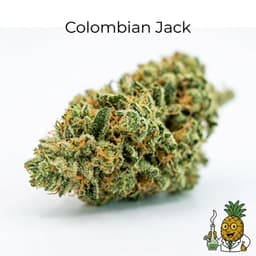 Colombian Jack cannabis strain