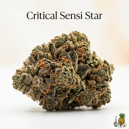Critical Sensi Star cannabis strain