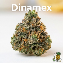 Dinamex cannabis strain