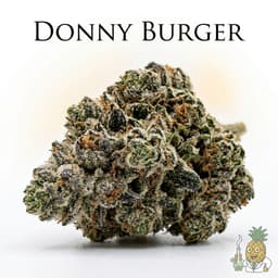 Donny Burger cannabis strain