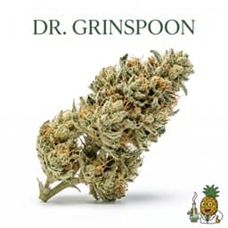 Dr. Grinspoon cannabis strain