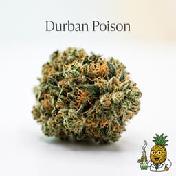 Durban Poison cannabis strain