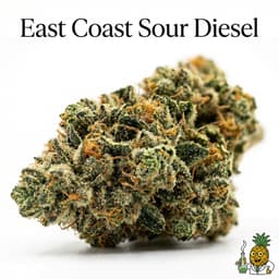 East Coast Sour Diesel cannabis strain
