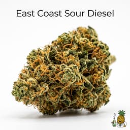 East Coast Sour Diesel cannabis strain