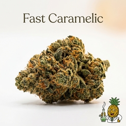 Fast Caramelic cannabis strain