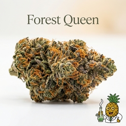 Forest Queen cannabis strain