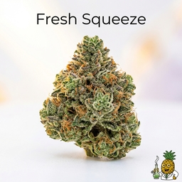 Fresh Squeeze cannabis strain