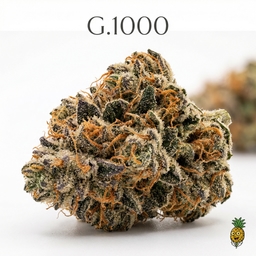 G.1000 cannabis strain