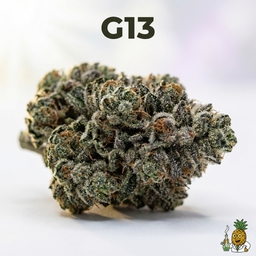 G13 cannabis strain