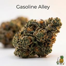 Gasoline Alley cannabis strain