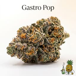 Gastro Pop cannabis strain