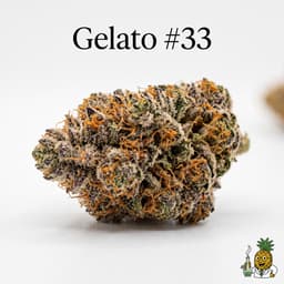 Gelato #33 cannabis strain