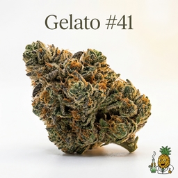 Gelato #41 cannabis strain