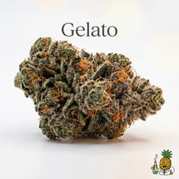 Gelato cannabis strain