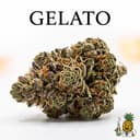 Gelato cannabis strain