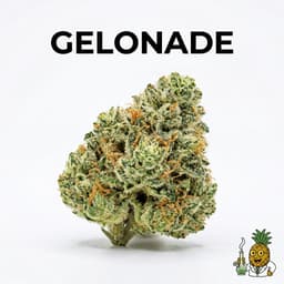 Gelonade cannabis strain