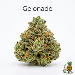 Gelonade cannabis strain