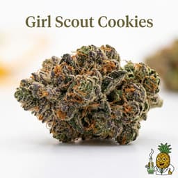 Girl Scout Cookies cannabis strain