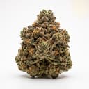 Girl Scout Cookies cannabis strain