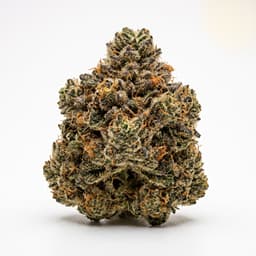 Girl Scout Cookies cannabis strain