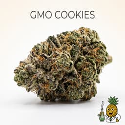 GMO Cookies cannabis strain