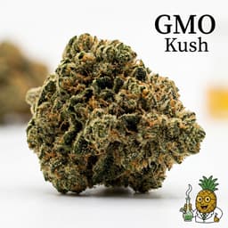GMO Kush cannabis strain
