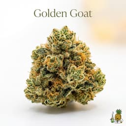 Golden Goat cannabis strain