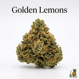 Golden Lemons cannabis strain