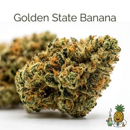 Golden State Banana cannabis strain