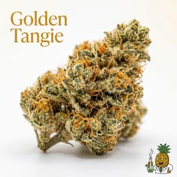 Golden Tangie cannabis strain