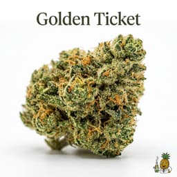 Golden Ticket cannabis strain
