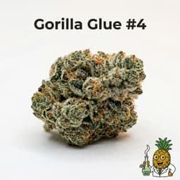 Gorilla Glue #4 cannabis strain