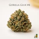 Gorilla Glue 4 cannabis strain