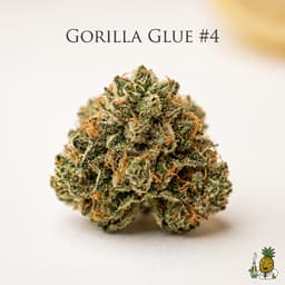 Gorilla Glue #4 cannabis strain