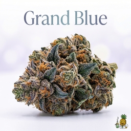Grand Blue cannabis strain