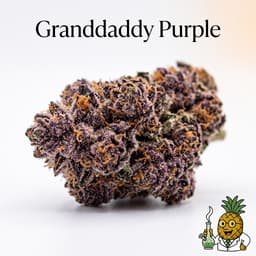 Granddaddy Purple cannabis strain