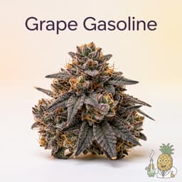 Grape Gasoline cannabis strain