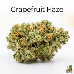 Grapefruit Haze cannabis strain