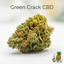 Green Crack CBD cannabis strain
