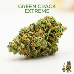 Green Crack Extreme cannabis strain