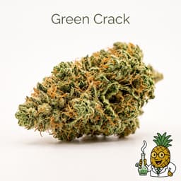 Green Crack cannabis strain