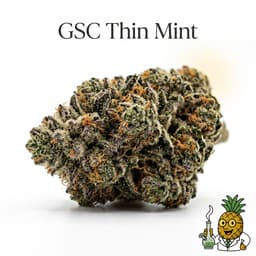 GSC Thin Mint cannabis strain
