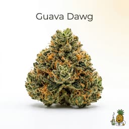 Guava Dawg cannabis strain