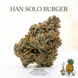 Han Solo Burger cannabis strain