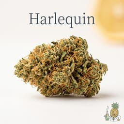 Harlequin cannabis strain