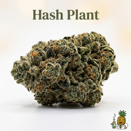 Hash Plant cannabis strain